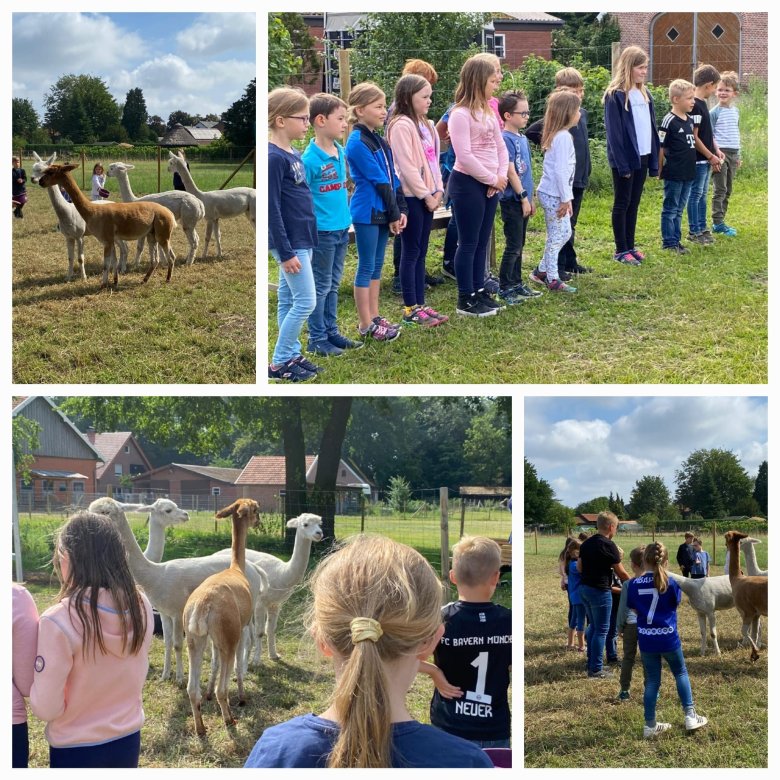 Excursie naar de lama's Excursie naar de lama's